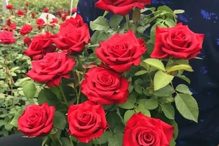 10種「永生花」，四季都開花，客廳養一盆，見了「愛死它」！