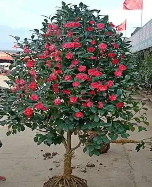 介紹十種四季常綠庭院綠化樹種，希望對庭院愛好者們有所幫助