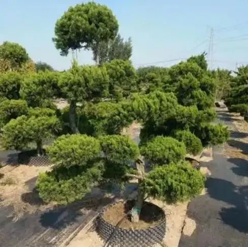 介紹十種四季常綠庭院綠化樹種，希望對庭院愛好者們有所幫助