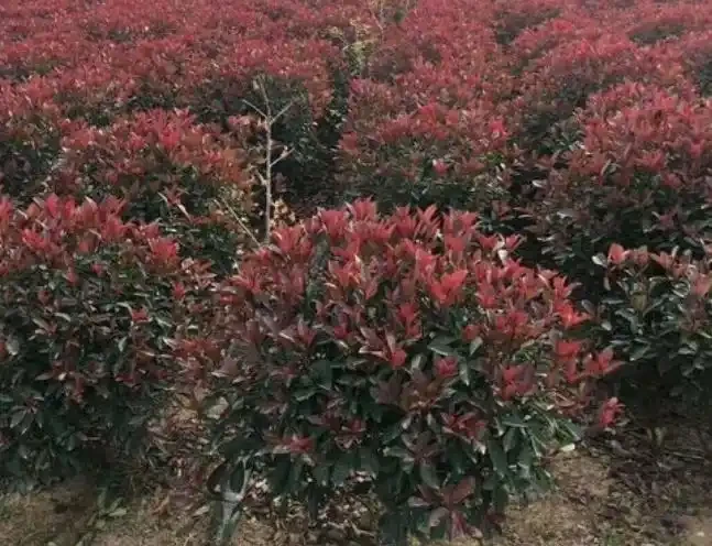 介紹十種四季常綠庭院綠化樹種，希望對庭院愛好者們有所幫助