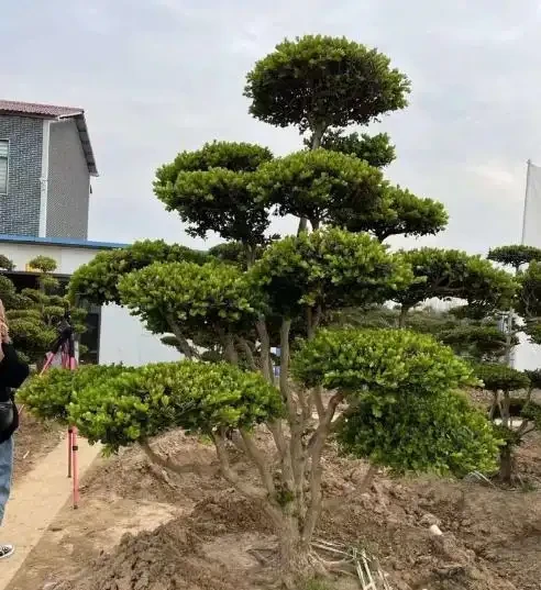 介紹十種四季常綠庭院綠化樹種，希望對庭院愛好者們有所幫助
