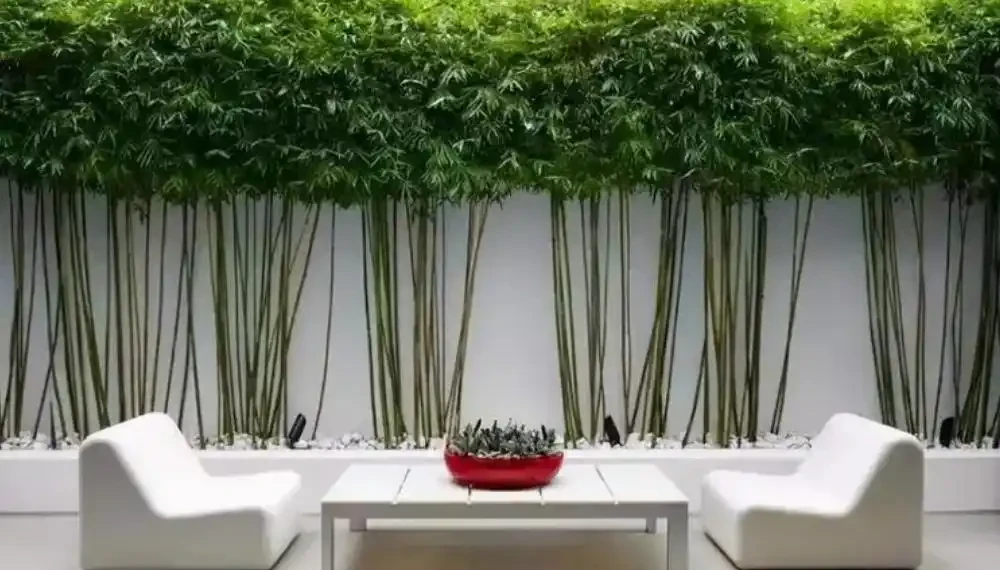 介紹十種四季常綠庭院綠化樹種，希望對庭院愛好者們有所幫助