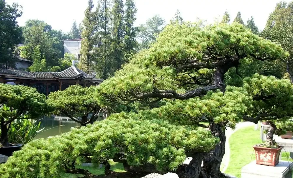 介紹十種四季常綠庭院綠化樹種，希望對庭院愛好者們有所幫助