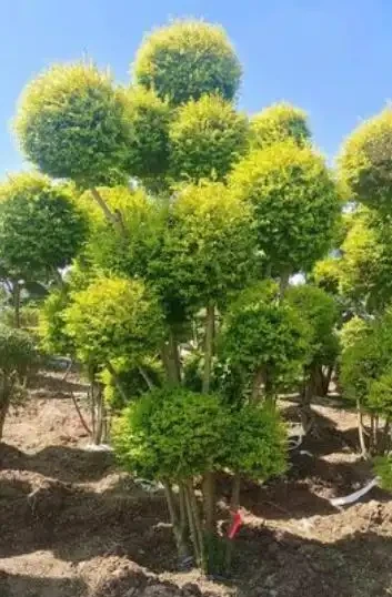 介紹十種四季常綠庭院綠化樹種，希望對庭院愛好者們有所幫助