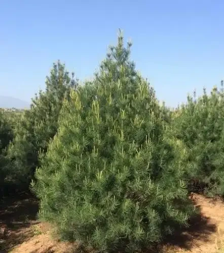 介紹十種四季常綠庭院綠化樹種，希望對庭院愛好者們有所幫助