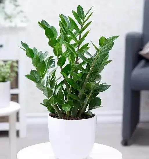 雪鐵芋又名雪鐵芋，是大型綠植花卉，它的養護要注意幾個技巧