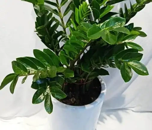 雪鐵芋又名雪鐵芋，是大型綠植花卉，它的養護要注意幾個技巧