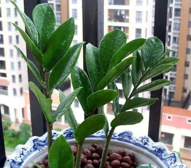 雪鐵芋又名雪鐵芋，是大型綠植花卉，它的養護要注意幾個技巧