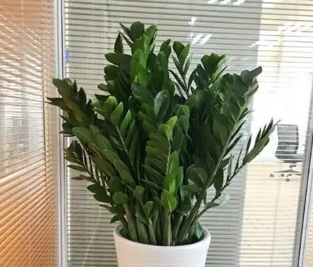雪鐵芋又名雪鐵芋，是大型綠植花卉，它的養護要注意幾個技巧