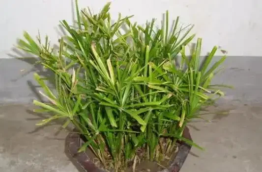 水竹葉子發黃怎麼辦?找準原因,對症下藥