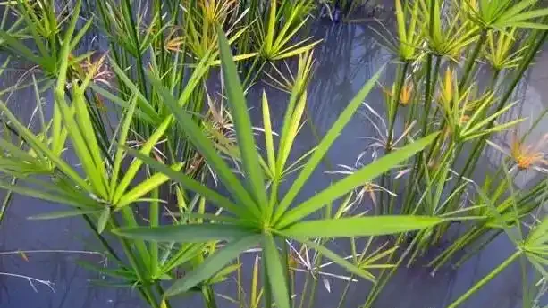 水竹葉子發黃怎麼辦?找準原因,對症下藥