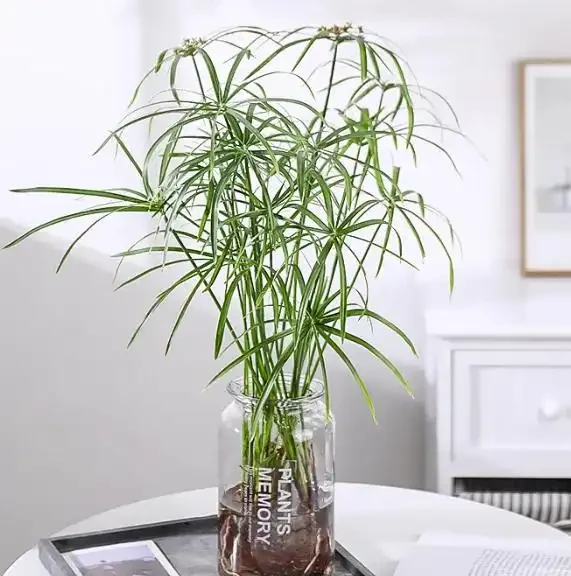 水竹葉子發黃怎麼辦?找準原因,對症下藥