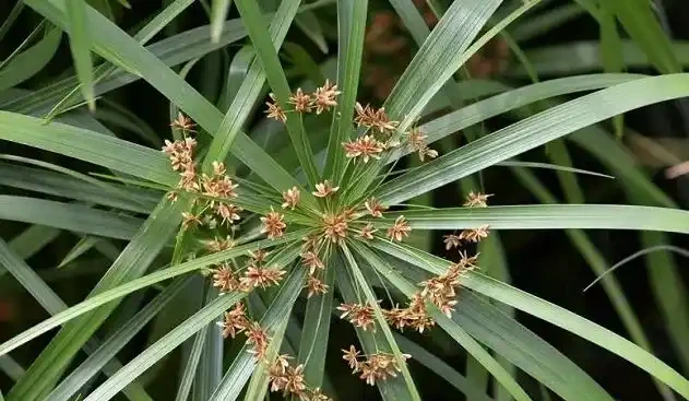 水竹葉子發黃怎麼辦?找準原因,對症下藥