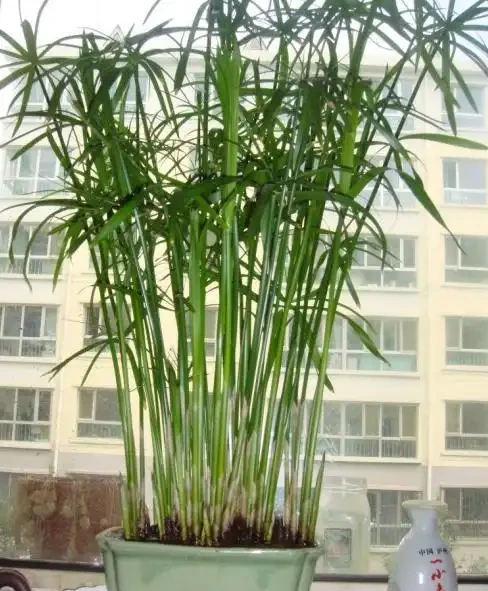 水竹葉子發黃怎麼辦?找準原因,對症下藥