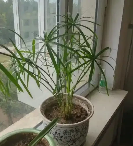 水竹葉子發黃怎麼辦?找準原因,對症下藥