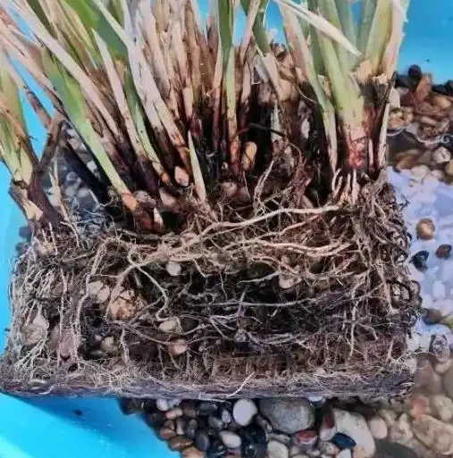 水竹葉子發黃怎麼辦?找準原因,對症下藥