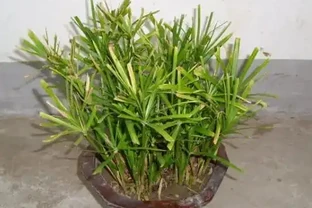 水竹葉子發黃怎麼辦？找準原因，對症下藥