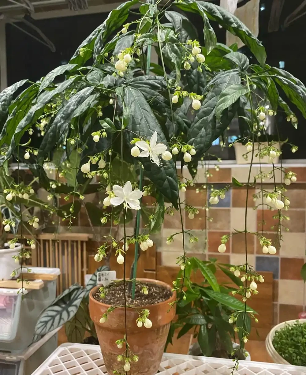 植物為什麼會腐根?一個重點掌握好,養花再也不腐根