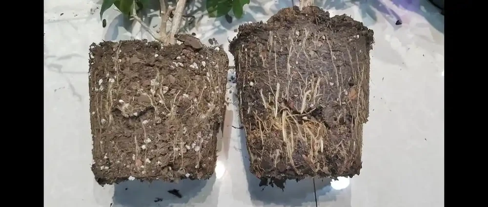 植物為什麼會腐根?一個重點掌握好,養花再也不腐根