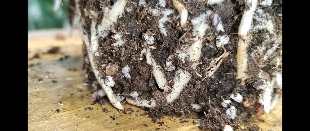 毛茸茸的根毛吸收能力特別強
