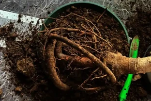 植物為什麼會腐根？一個重點掌握好，養花再也不腐根