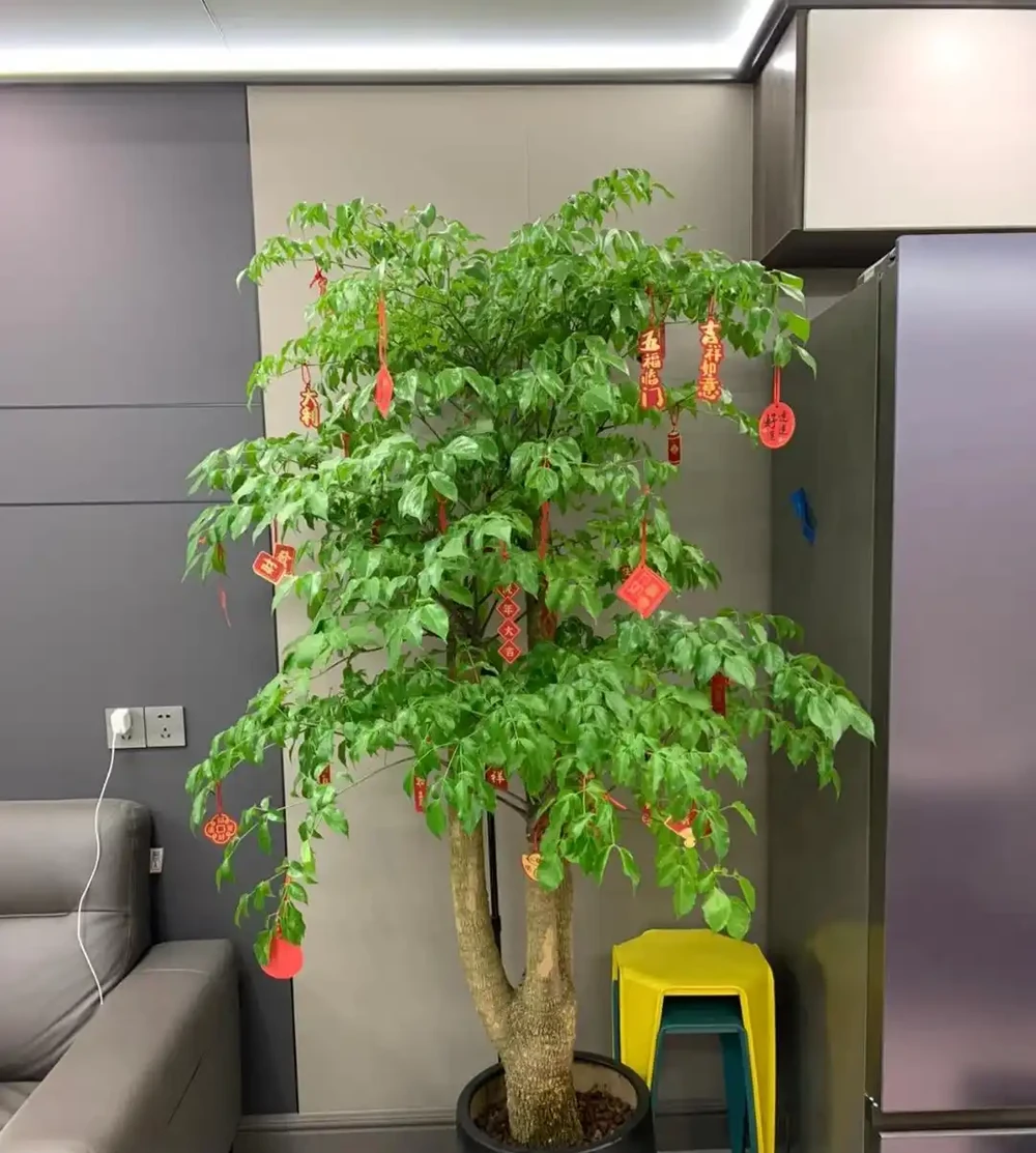 發現家裡擺一盆「幸福樹」,真的幸福感滿滿,越大越幸福