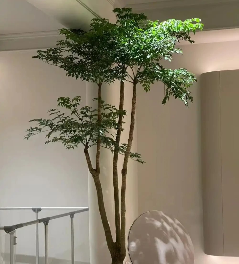 發現家裡擺一盆「幸福樹」,真的幸福感滿滿,越大越幸福