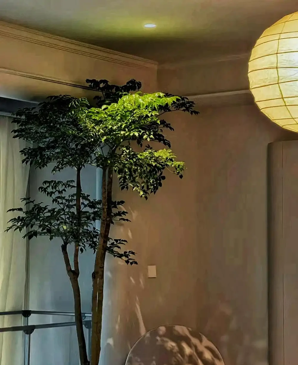 發現家裡擺一盆「幸福樹」,真的幸福感滿滿,越大越幸福