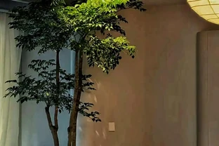 發現家裡擺一盆「幸福樹」，真的幸福感滿滿，越大越幸福
