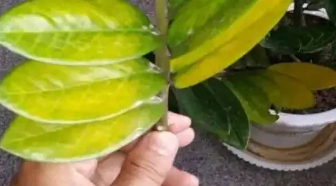 盆栽葉子發黃怎麼辦？找到這幾種原因，針對性救治即可