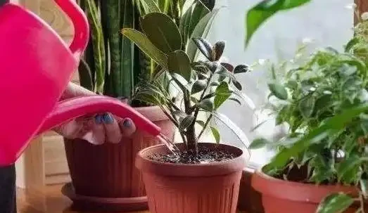 盆栽葉子發黃怎麼辦？找到這幾種原因，針對性救治即可