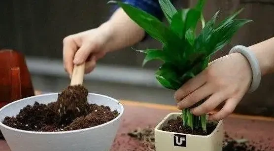 盆栽葉子發黃怎麼辦？找到這幾種原因，針對性救治即可