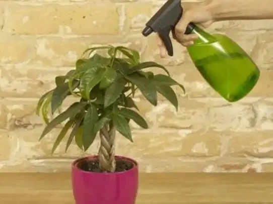 盆栽葉子發黃怎麼辦？找到這幾種原因，針對性救治即可