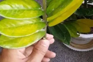 盆栽葉子發黃怎麼辦？找到這幾種原因，針對性救治即可