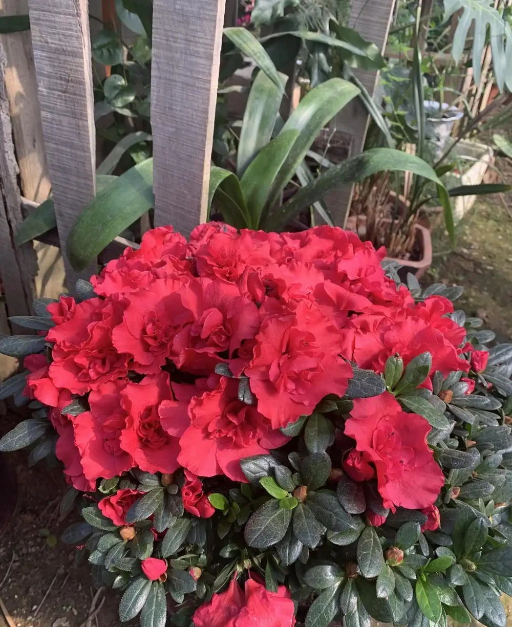 反季節杜鵑花,過年不要買,紅花開滿盆了,開完花就死翹翹