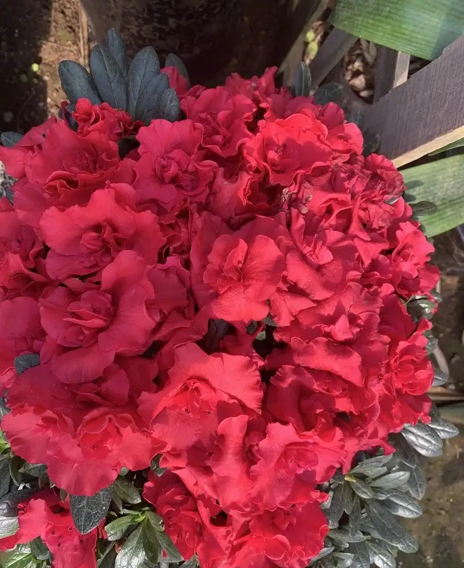 反季節杜鵑花,過年不要買,紅花開滿盆了,開完花就死翹翹