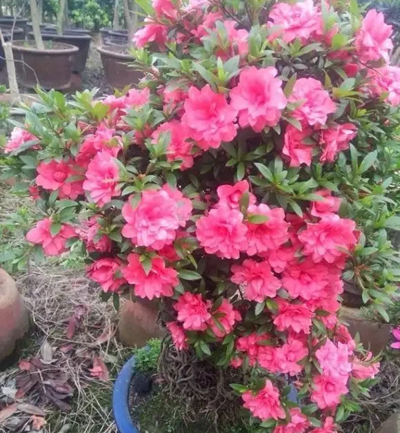 反季節杜鵑花,過年不要買,紅花開滿盆了,開完花就死翹翹