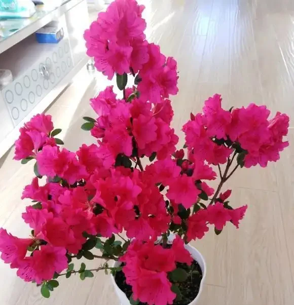 反季節杜鵑花,過年不要買,紅花開滿盆了,開完花就死翹翹