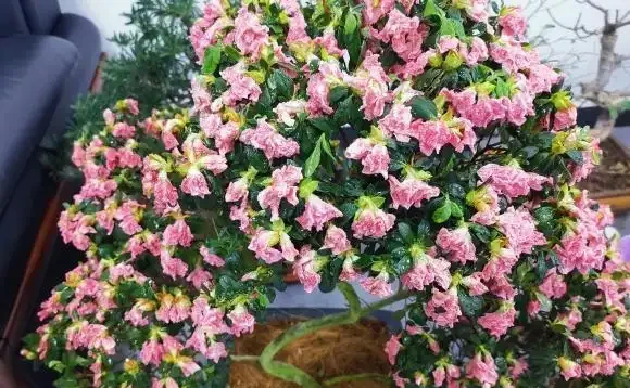反季節杜鵑花,過年不要買,紅花開滿盆了,開完花就死翹翹