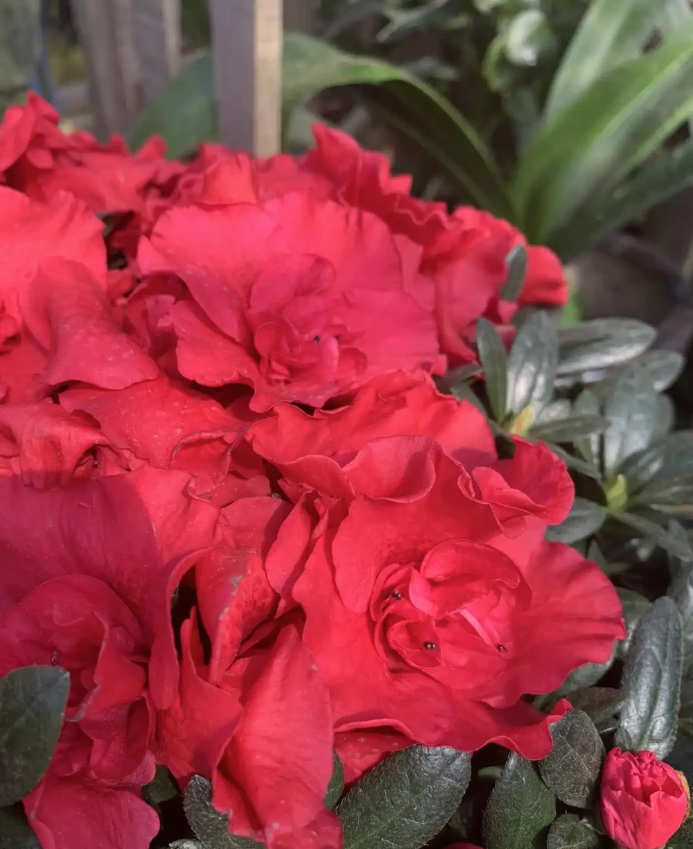反季節杜鵑花,過年不要買,紅花開滿盆了,開完花就死翹翹