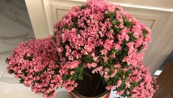 反季節杜鵑花,過年不要買,紅花開滿盆了,開完花就死翹翹