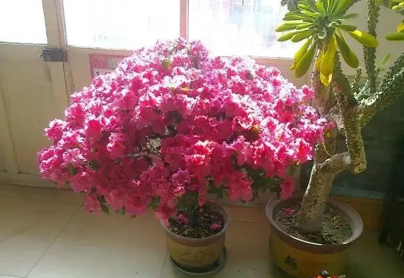 反季節杜鵑花,過年不要買,紅花開滿盆了,開完花就死翹翹