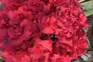 反季節杜鵑花，過年不要買，紅花開滿盆了，開完花就死翹翹