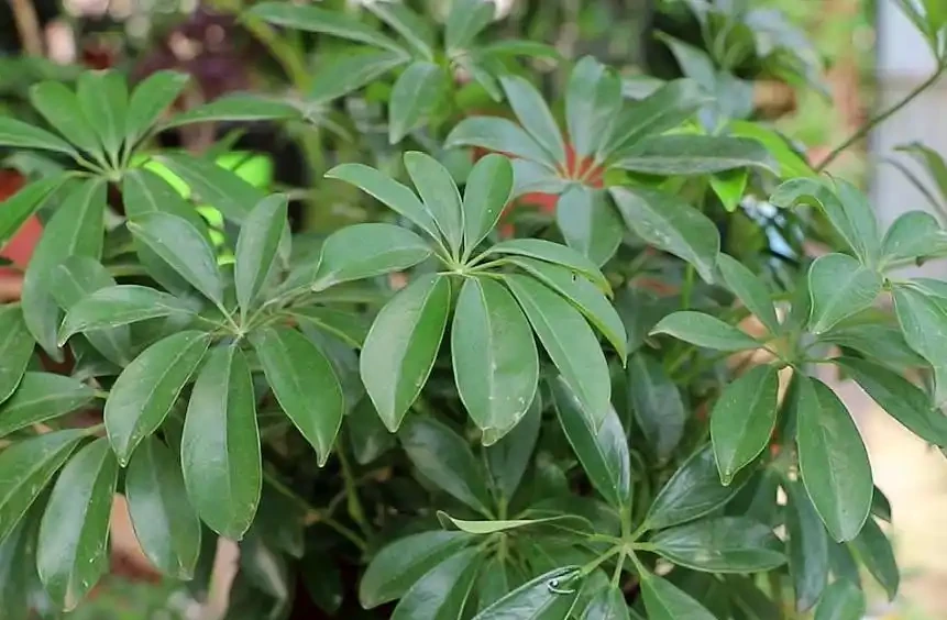 鵝掌藤開花嗎