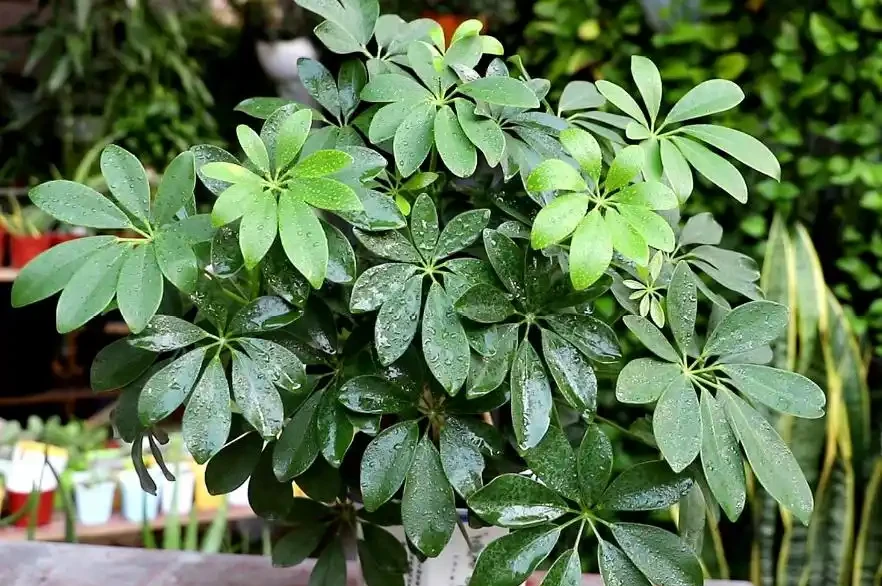 鵝掌藤開花嗎