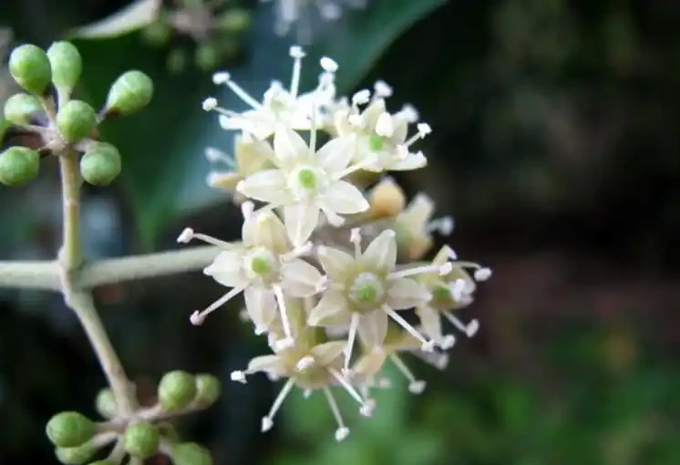 鵝掌藤開花嗎