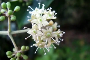 鵝掌藤開花嗎