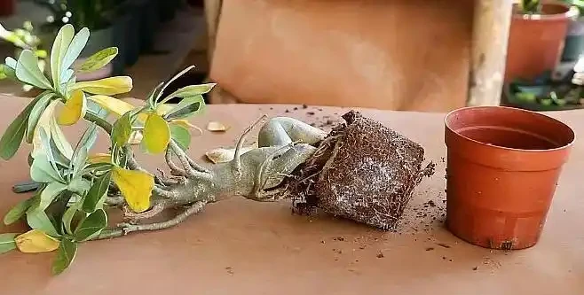沙漠玫瑰黃葉掉葉怎麼回事？