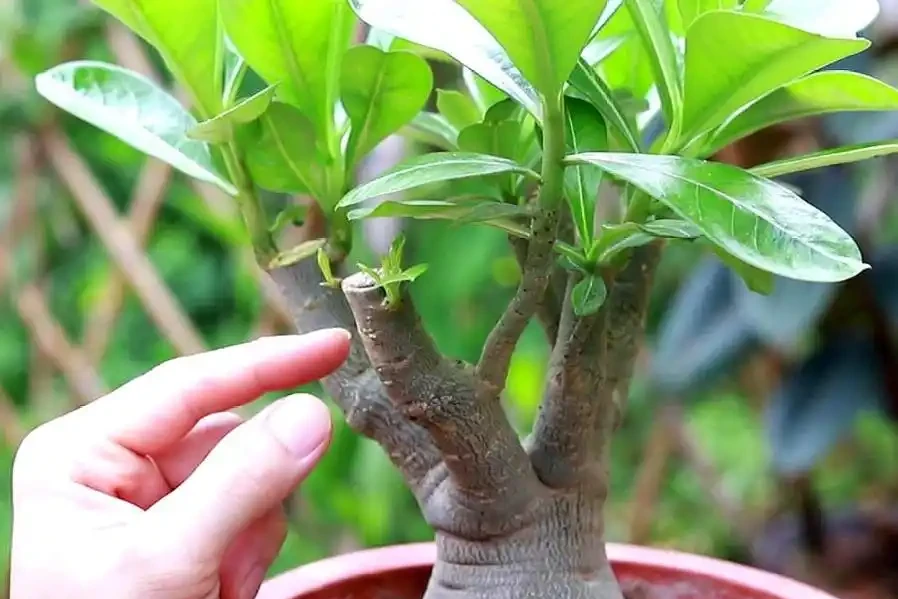 沙漠玫瑰黃葉掉葉怎麼回事？
