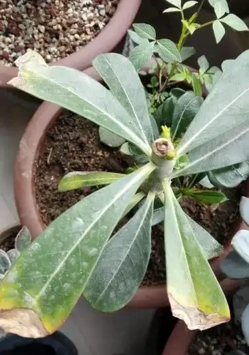 沙漠玫瑰黃葉掉葉怎麼回事？